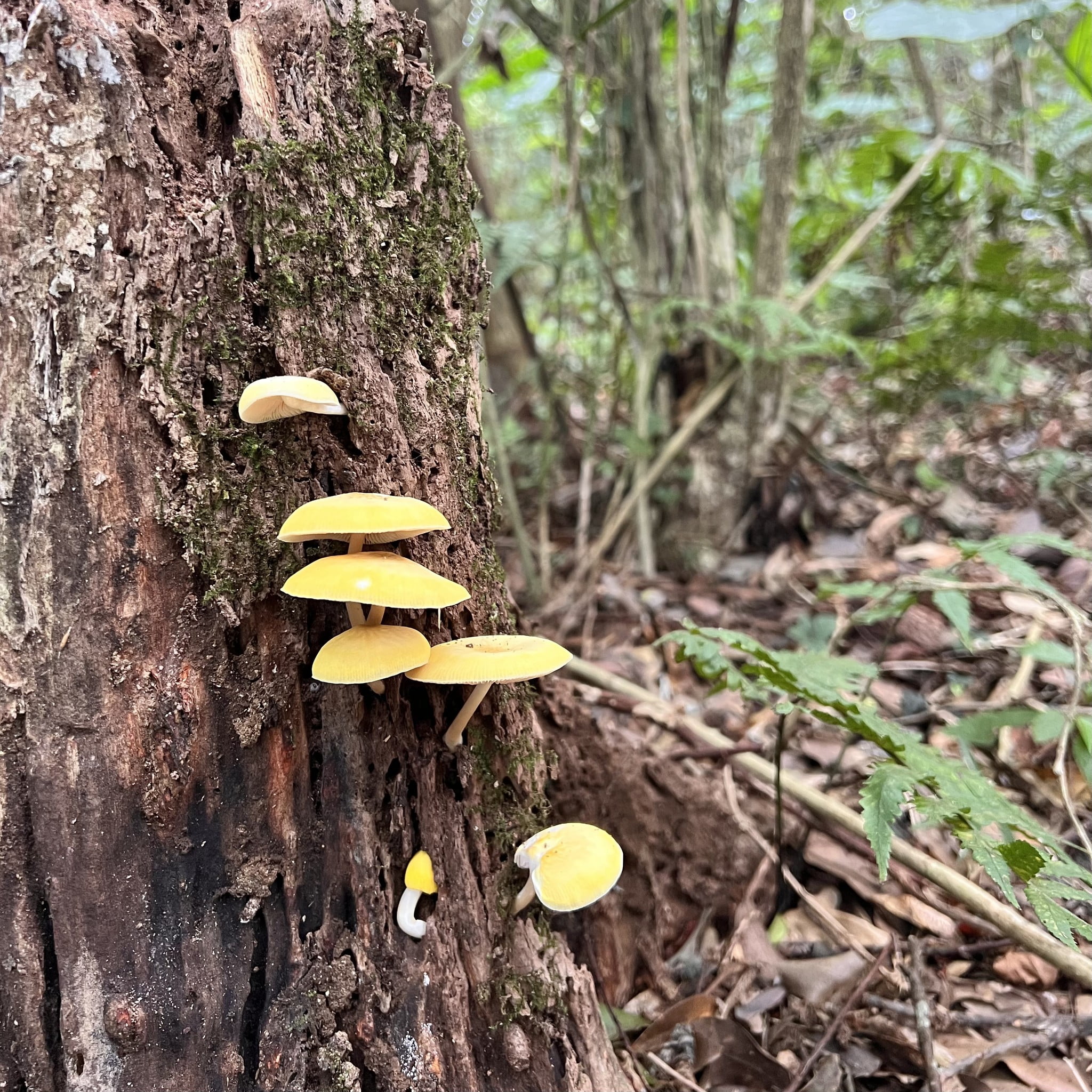 圖說：每一朵長出來的菇菇，都是埋伏過的孢子